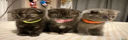 Scottish Fold cats for sale: ScottishFold and BSH kittens  - Advert 11