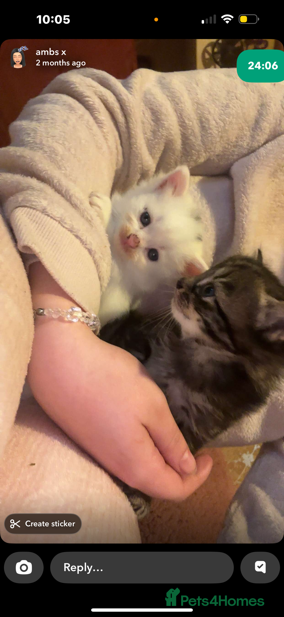 Mixed Breed cats for sale: FOR SALE!! cats and kittens x - Image 7