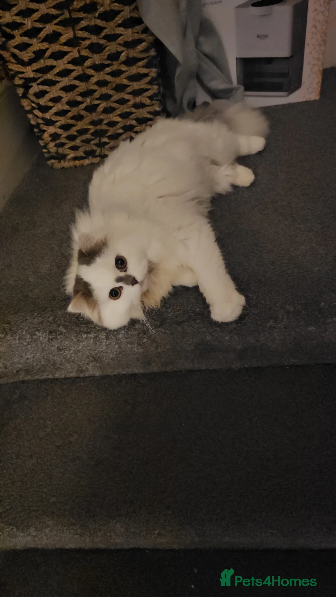 Scottish Fold cats for sale: The Beautiful Scotch Fold - Advert 2