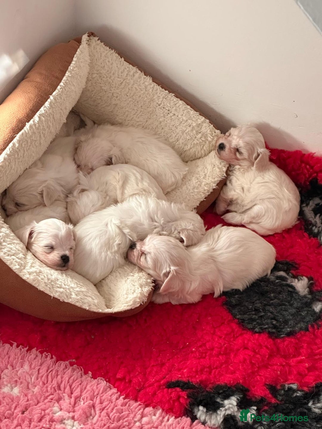 Maltese dogs for sale:  Beautiful maltese - Advert 26
