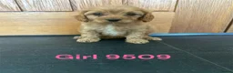 Cavapoo dogs for sale: Cavapoo pups F1 reds parent's DNA TESTED  - Advert 11