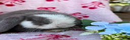 Mini Lop rabbits for sale: Beautiful Pure Bred Mini Lop Bunnies Ready Now - Advert 13