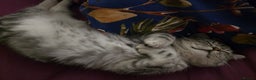 Persian cats for sale: Persian Chinchilla Silver - Advert 14