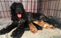 Cockapoo dogs for sale: TOY Cockapoo/ SHOW type F1 / License - Image 15