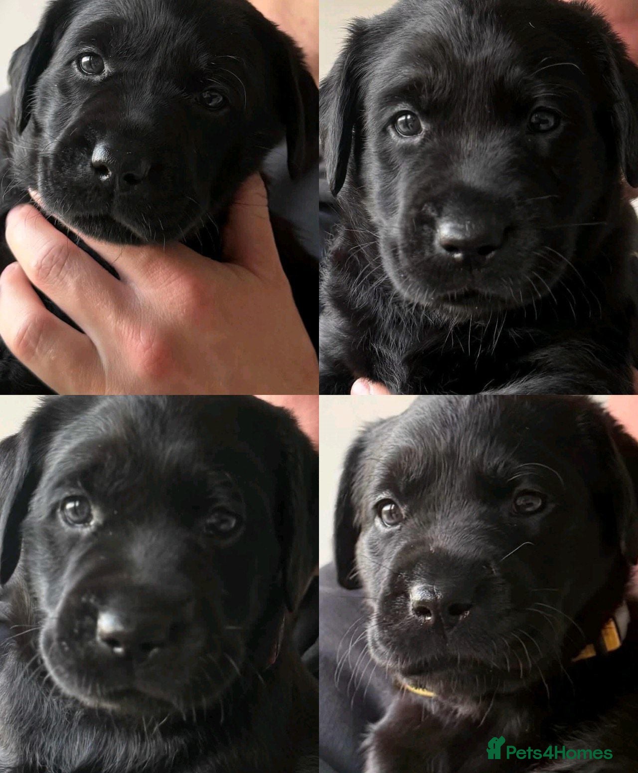 Labrador Retriever dogs Labrador Puppies  - Advert 9