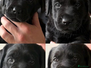 Labrador Retriever dogs Labrador Puppies - Advert 1