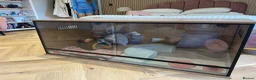 Pygmy Hedgehog rodents for sale: Pygmy Hedgehog in Newcastle upon Tyne - Advert 9