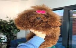 Toy Poodle dogs for sale: Asian micro poodle Boy - Image 31