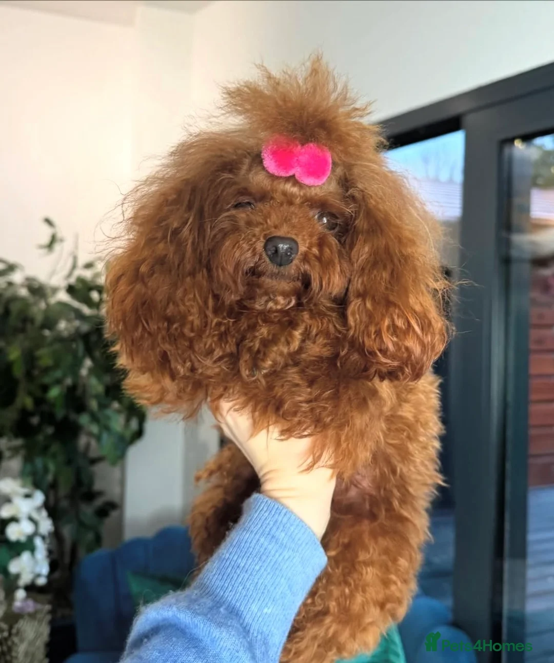 Toy Poodle dogs for sale: Asian micro poodle-you can join in to waiting list - Advert 12