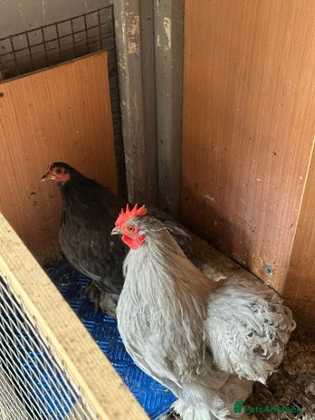 Mixed Breed birds in Walsall - Advert 16