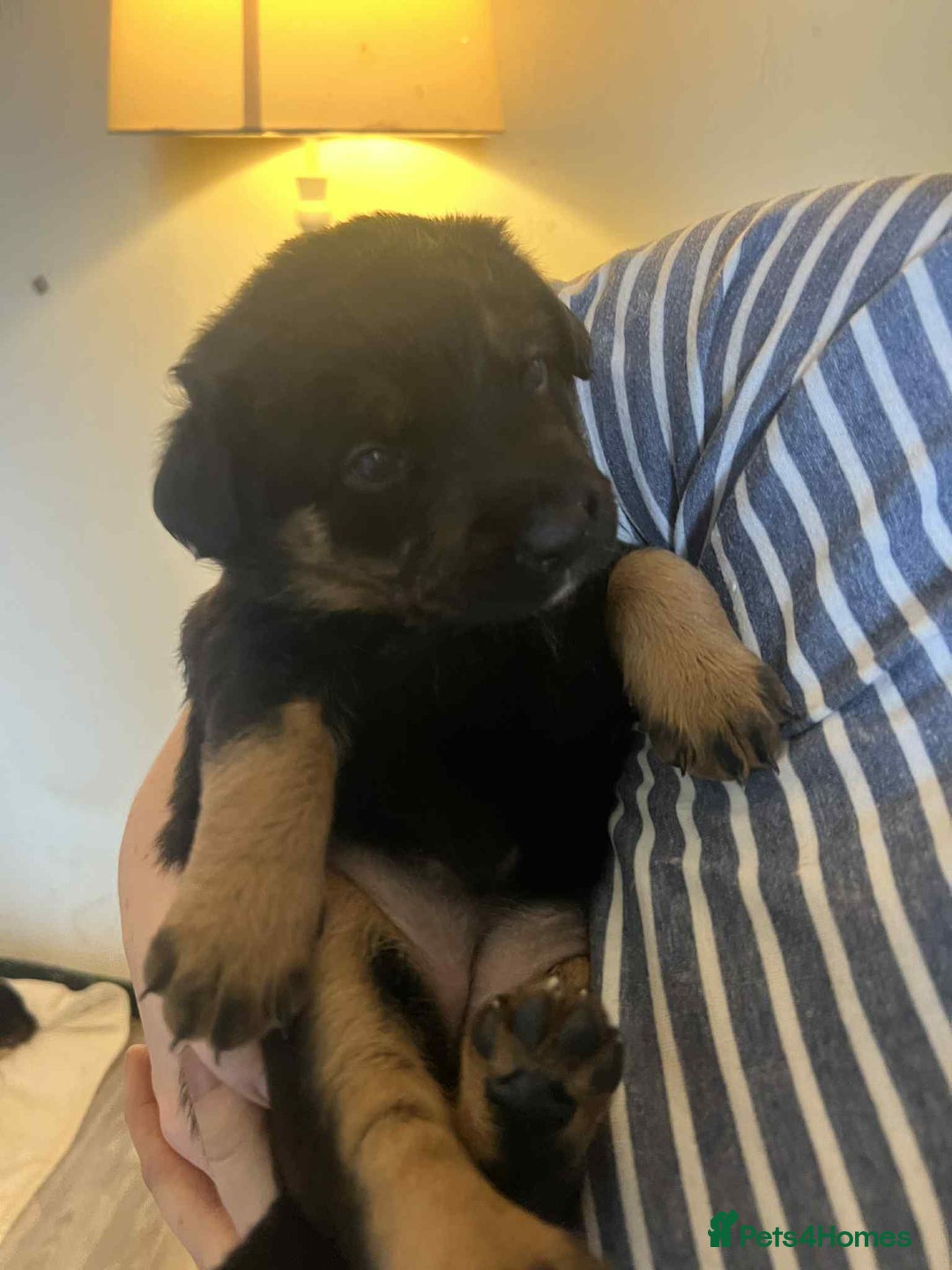 Mixed Breed dogs for sale: Boarder Rottie puppies  - Image 9