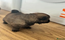 Chow Chow dogs for sale: Stunning CHOW CHOW rare colours 🌪️🍫 KC ✅ 🏆🩸  - Image 14