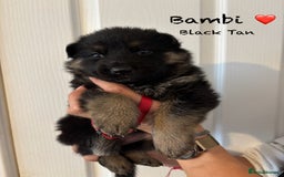 German Shepherd dogs for sale: K.C German Shepherd Puppies  - Image 2