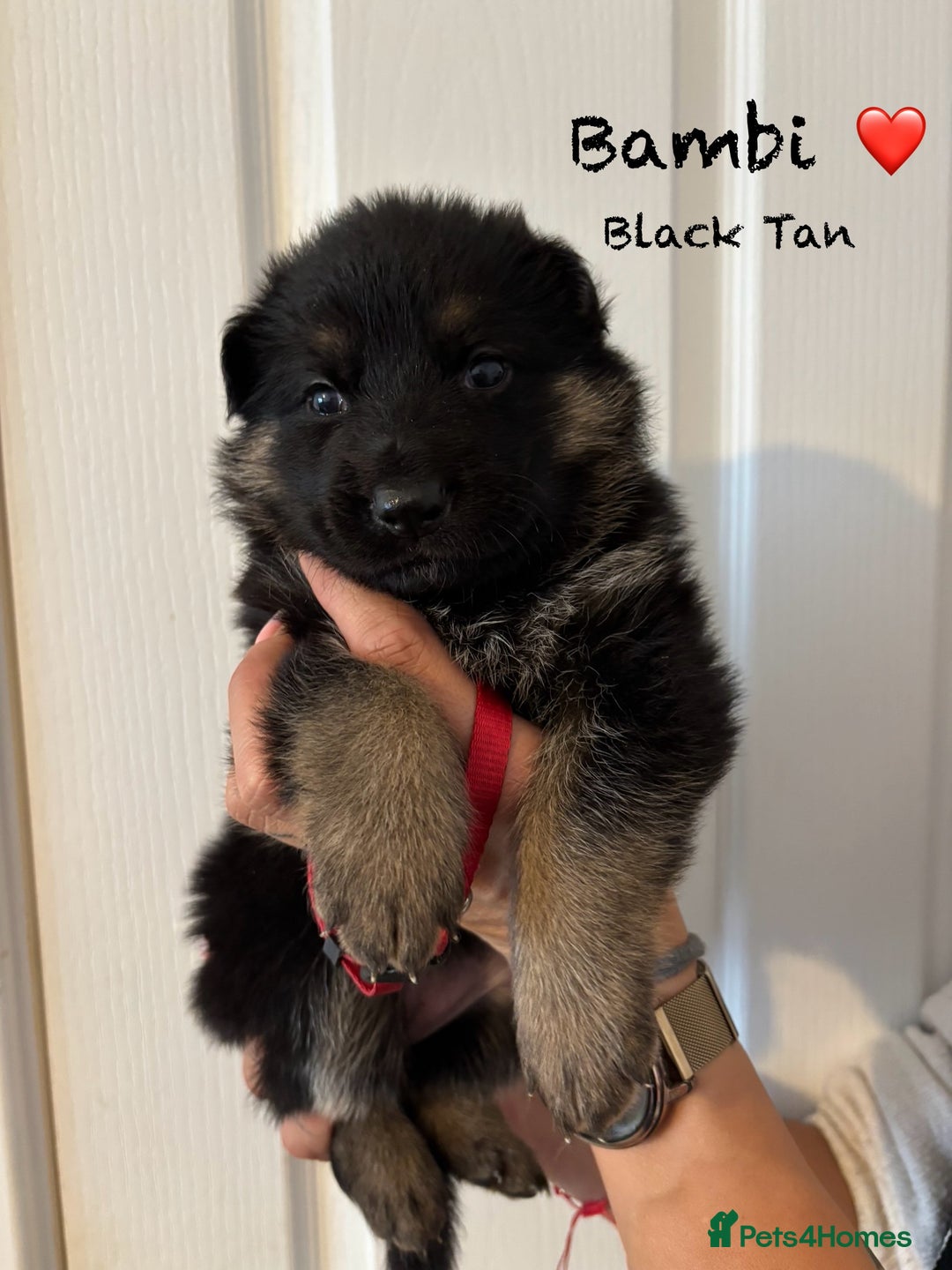 German Shepherd dogs for sale: K.C German Shepherd Puppies  - Image 2