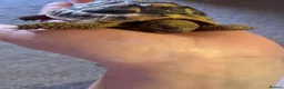 Tortoise reptiles for sale: 3 year old Hermanns tortoise with setup - Advert 3