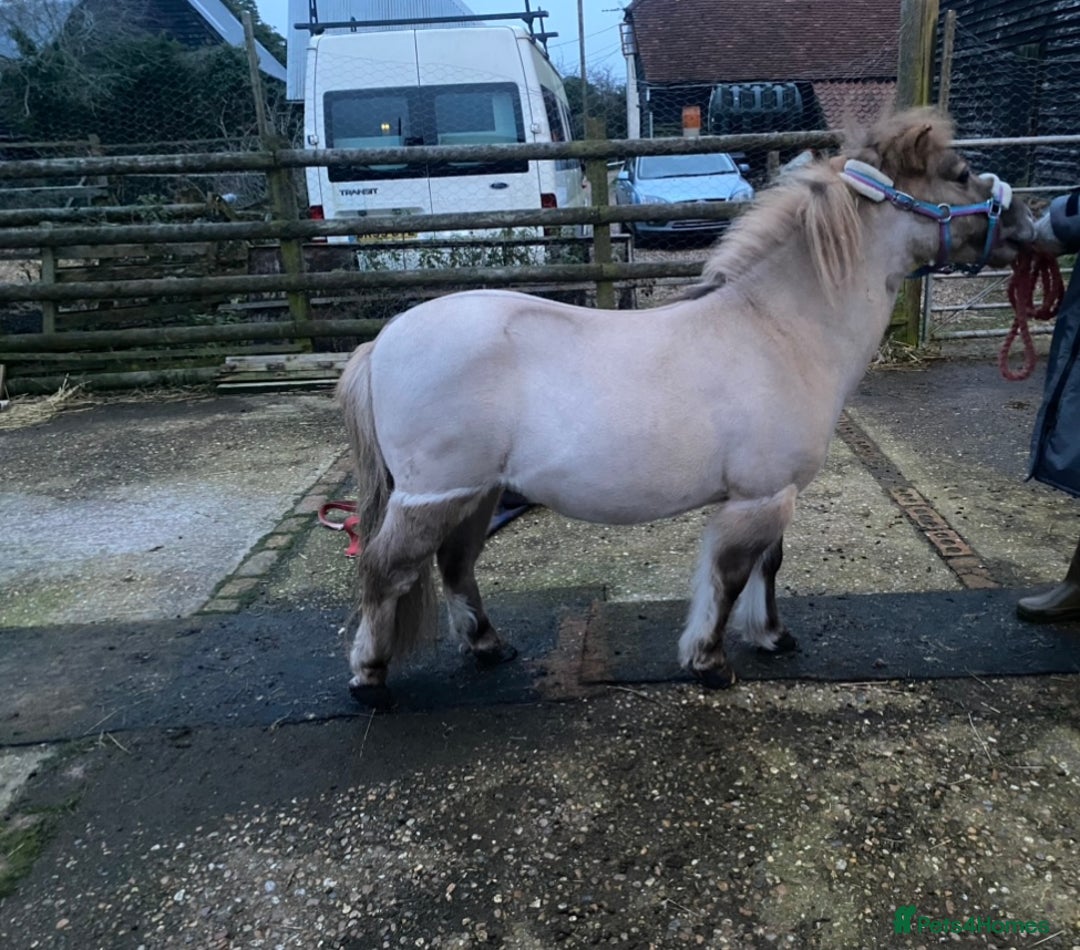 Shetland pony horses for sale: Dun Shetland gelding  - Advert 1