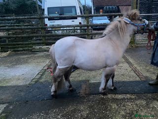 Shetland pony horses Dun Shetland gelding - Advert 4