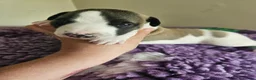 Whippet dogs for sale: Outstanding kc whippet - Advert 11