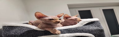 Sphynx Kitten 1
