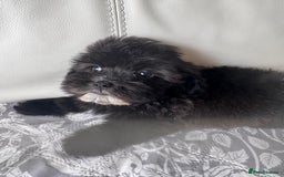 Shihpoo dogs for sale: Shihpoo  - Image 3