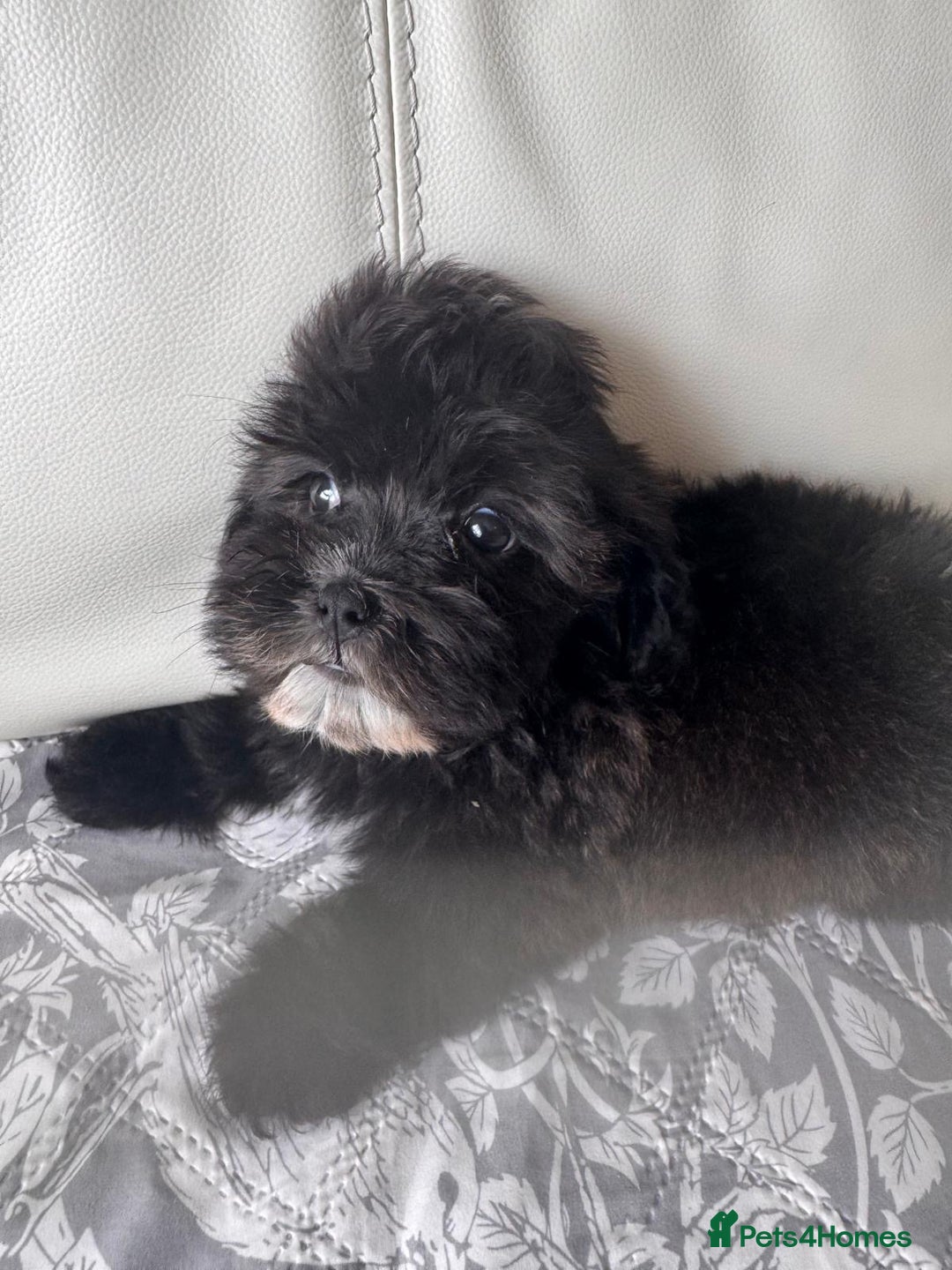 Shihpoo dogs for sale: Shihpoo  - Image 3