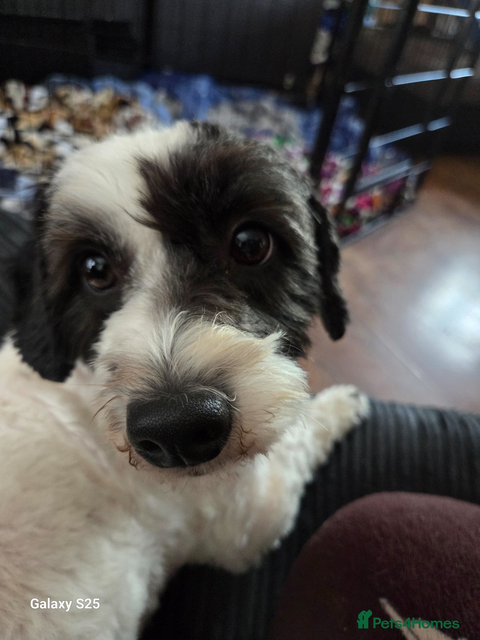 Mixed Breed dogs 2 gorgeous 2 year old gorls - Advert 1