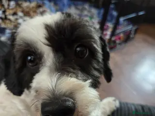 Mixed Breed dogs 2 gorgeous 2 year old gorls - Advert 1