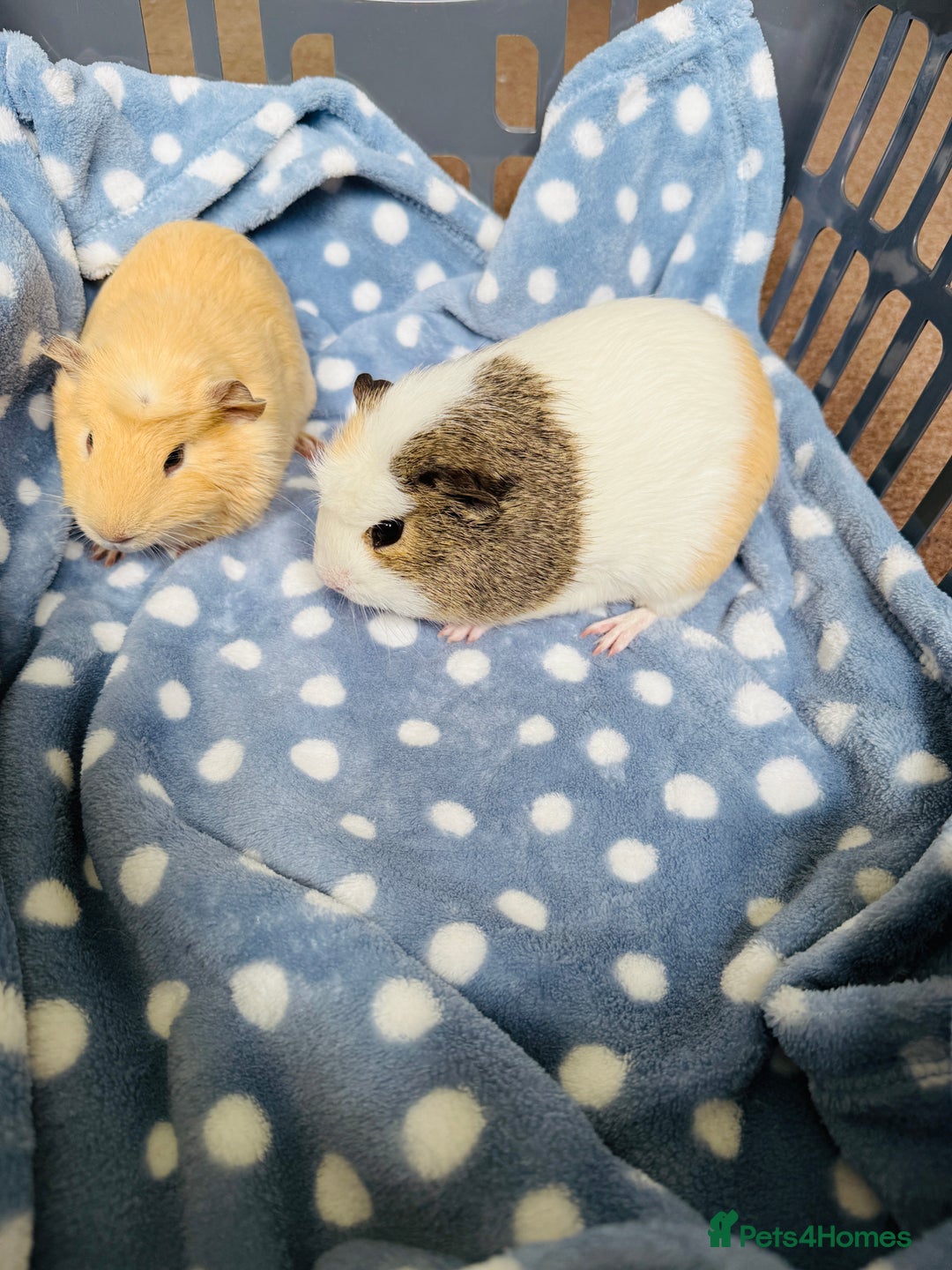 Guinea Pig rodents for sale: 2 boy guinea pigs for a loving family  - Image 4