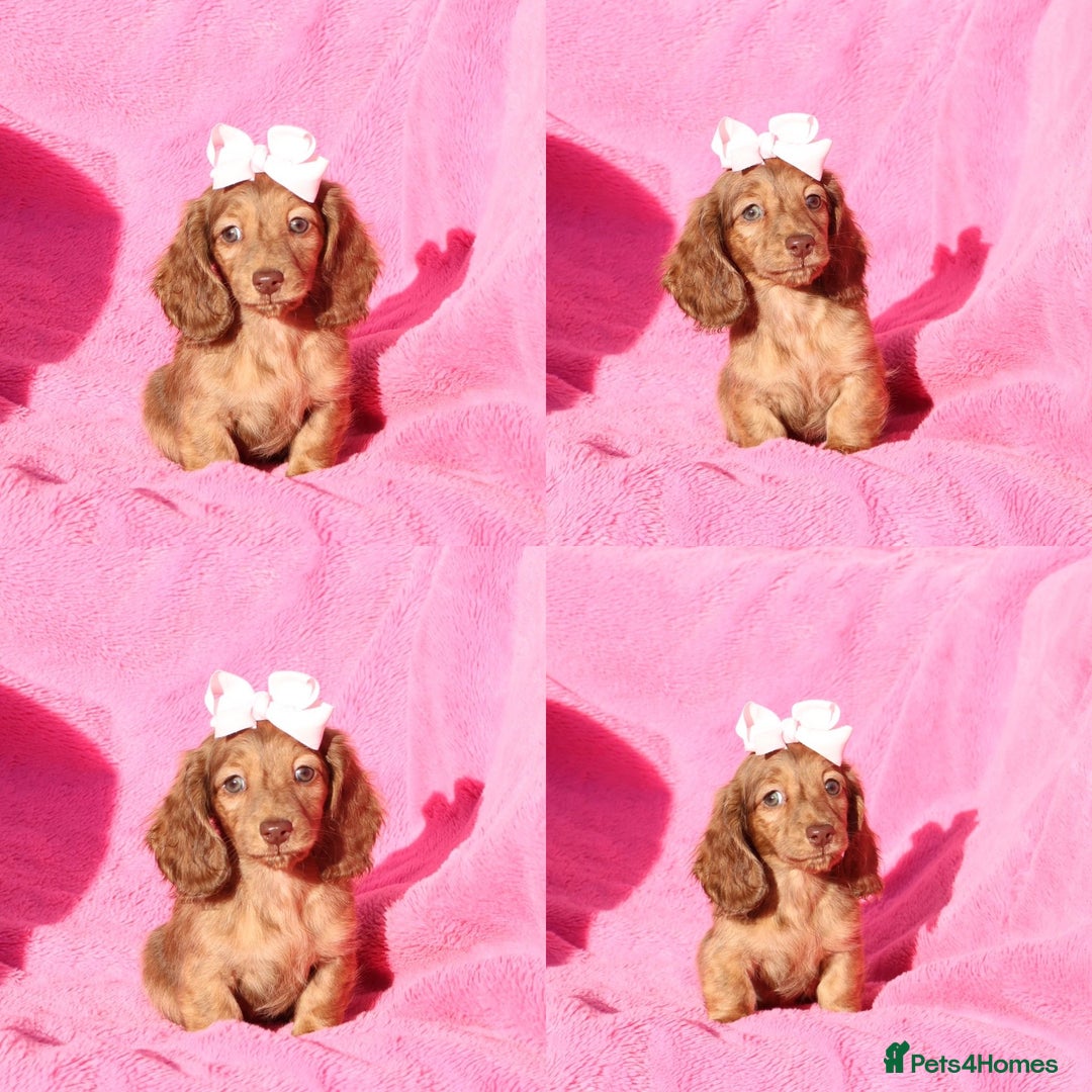 Miniature Dachshund dogs for sale: Kc long hair mini dachshunds  - Advert 7