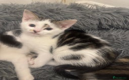 Domestic Shorthair cats for sale: Unique & Precious Kittens Seeking Forever Homes - Image 22