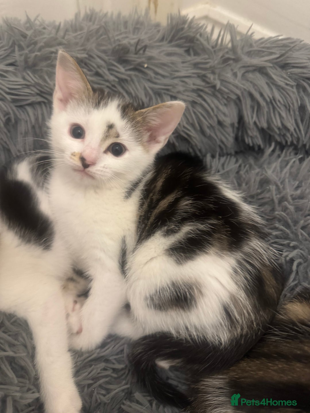 Domestic Shorthair cats for sale: Unique & Precious Kittens Seeking Forever Homes - Image 22
