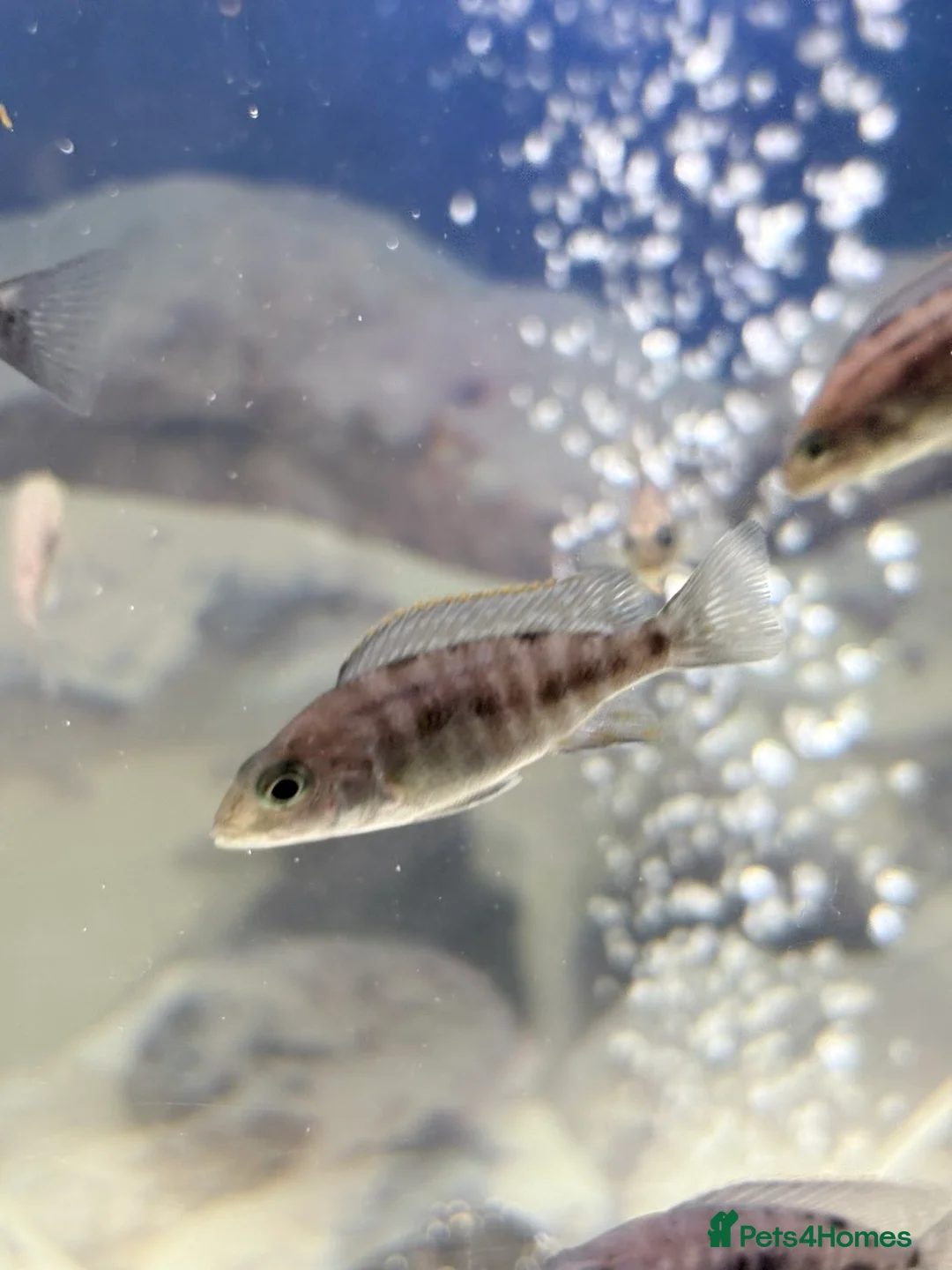 Cichlids fish for sale: Red sided and sulfur head cichlids  - Advert 3