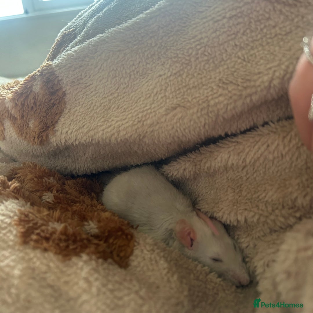 Rat rodents for sale: two loving girls for sale 🩷 - Advert 4