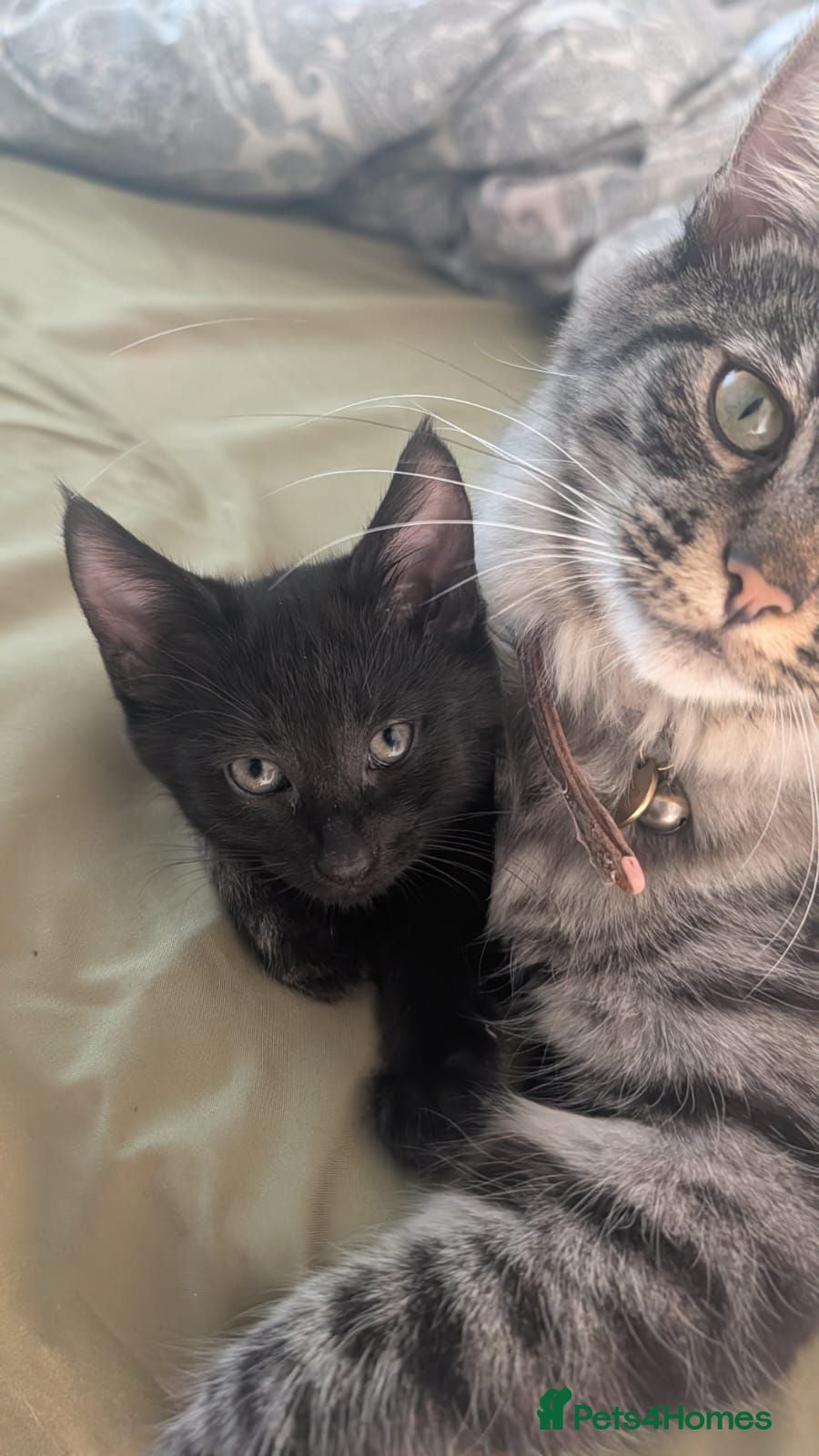 Mixed Breed cats Mixed Maine Coon Kittens :) - Advert 1