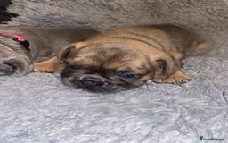 French Bulldog dogs for sale: Beautiful French bulldog puppies  - Image 23