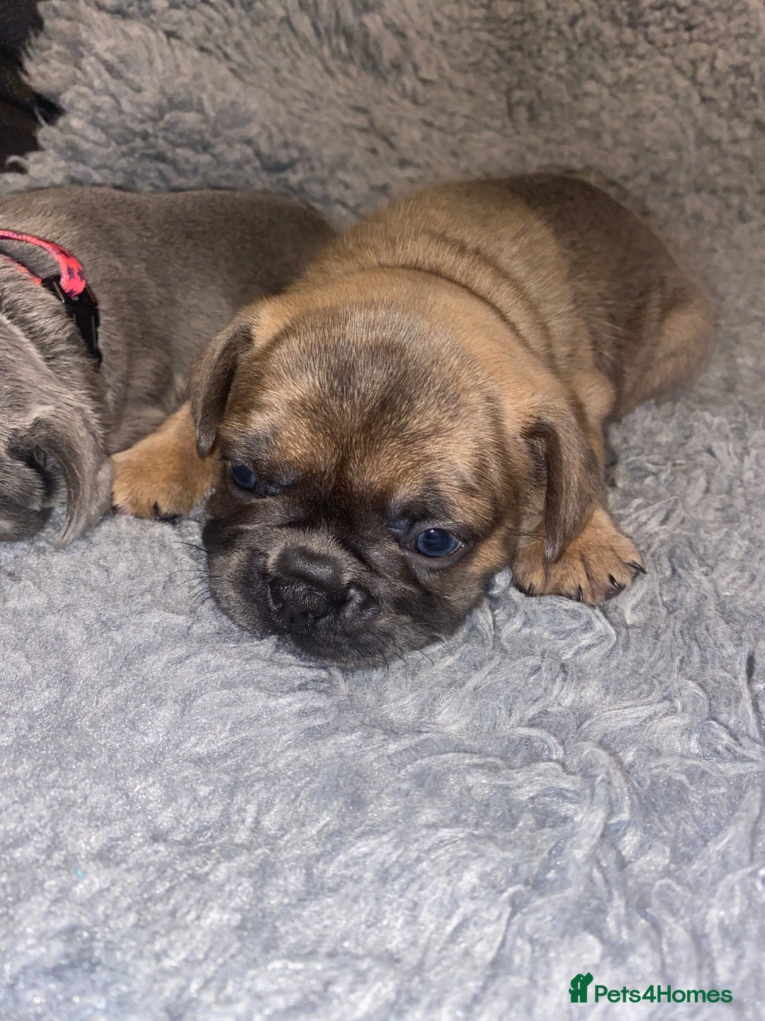 French Bulldog dogs for sale: Beautiful French bulldog puppies  - Image 23