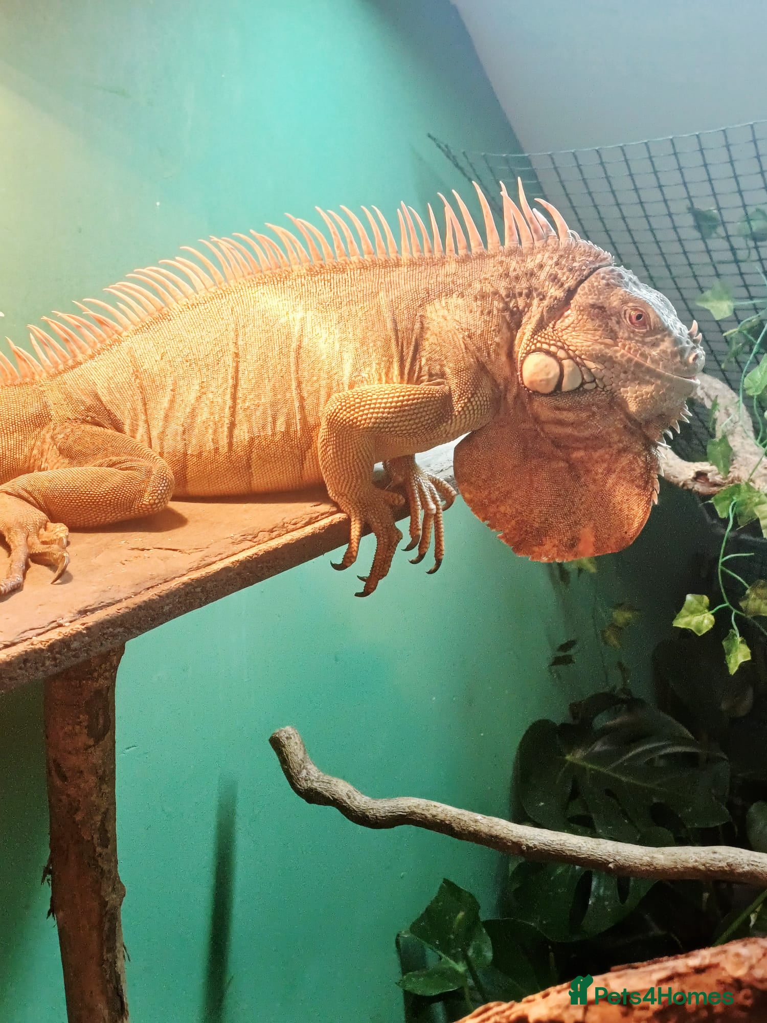 Iguana reptiles Red iguana - Advert 2