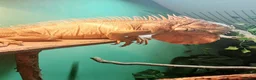Iguana reptiles for sale: Red iguana - Advert 1