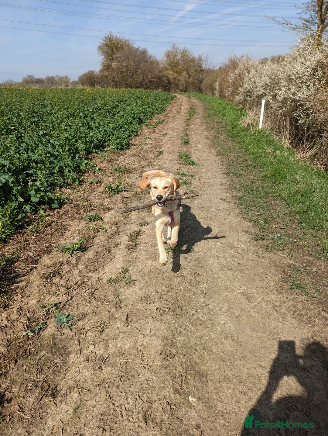 Golden Retriever dogs for sale: Kennel Club Registered Golden Retriever Puppies  - Advert 9