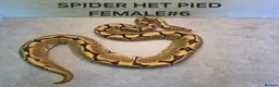 Python Snake reptiles for sale: Royal pythons for sale - Advert 4
