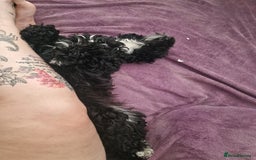 Cockapoo dogs for sale: Female Cockapoo  - Image 12
