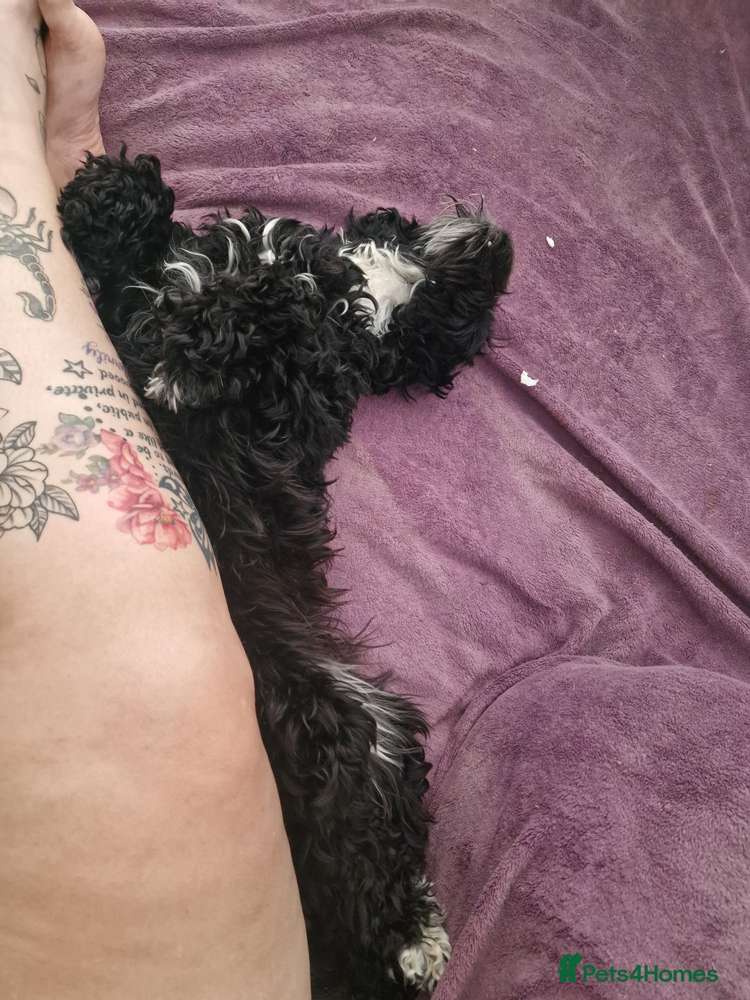 Cockapoo dogs for sale: Female Cockapoo  - Image 12