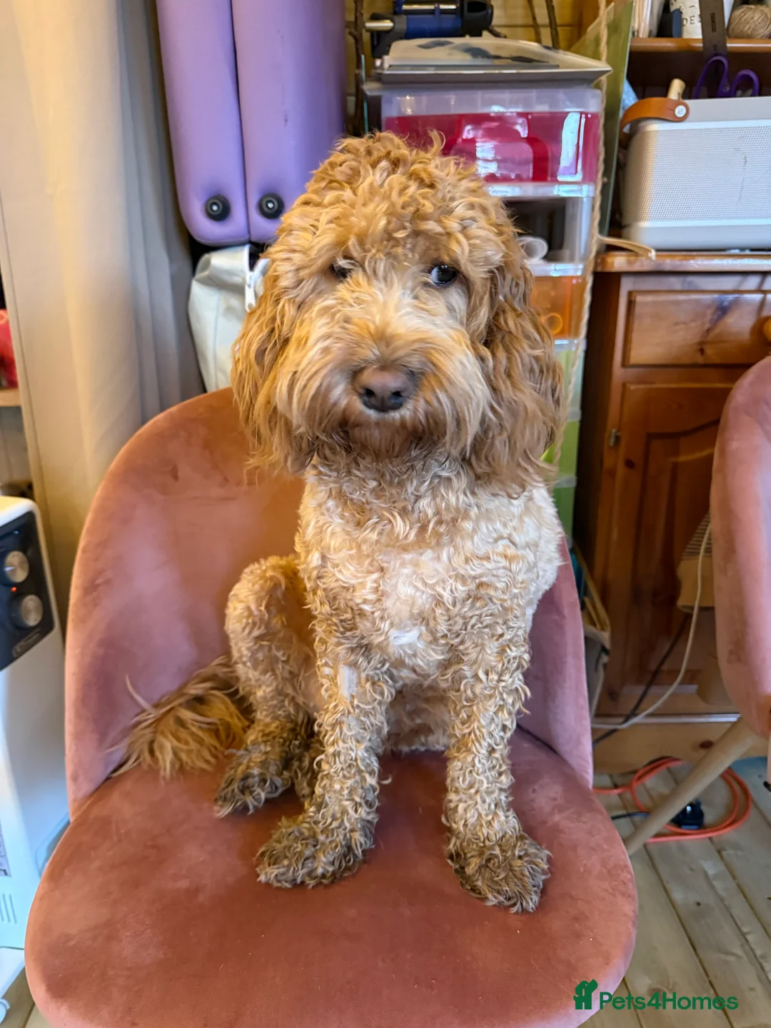 Cockapoo dogs for sale: 1year old Cockapoo bitch - Advert 1