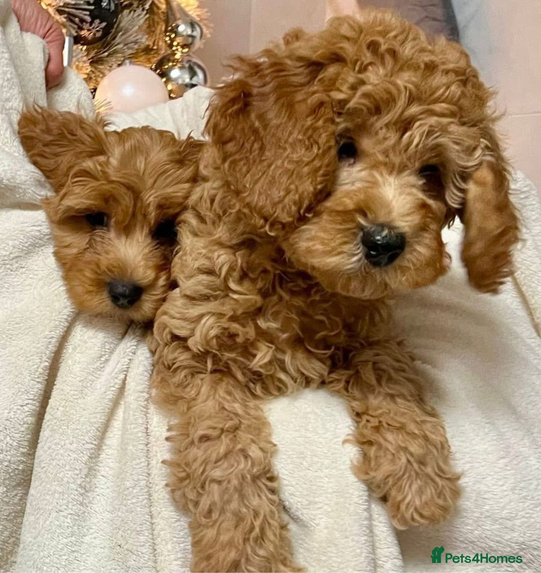 Cavapoo dogs for sale: Cavapoo puppies  - Advert 4