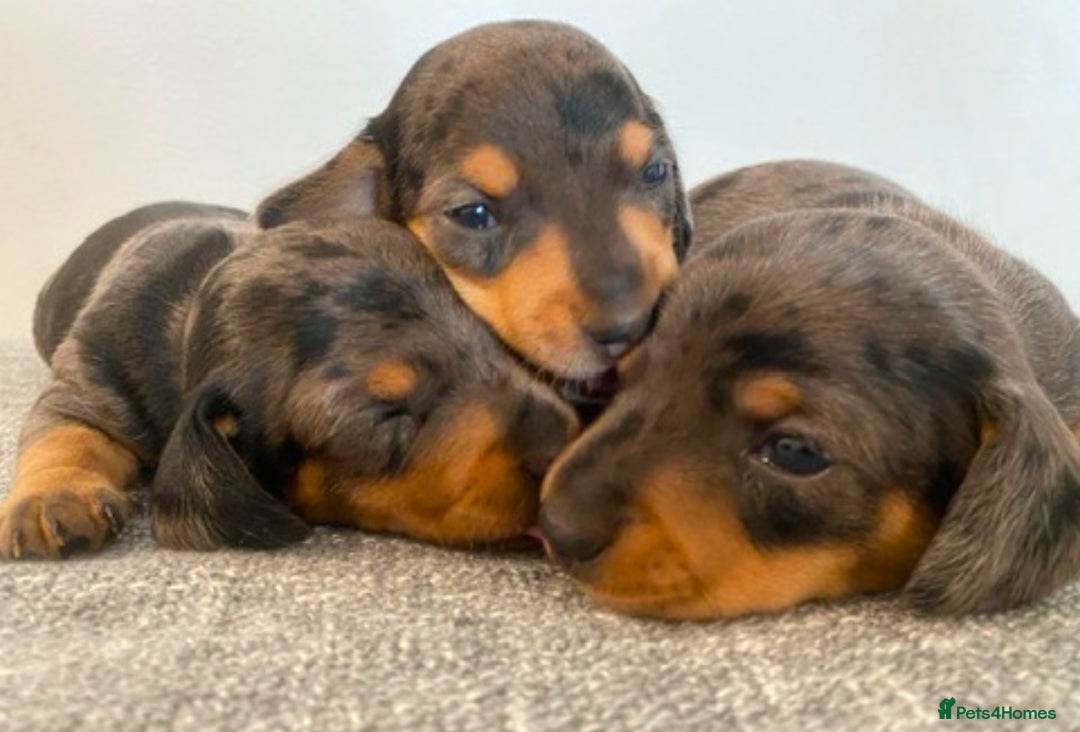 Miniature Dachshund dogs for stud: 27 champions prince Rolo  - Advert 5