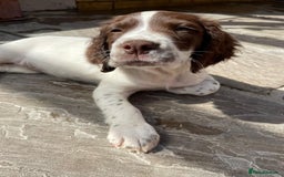 English Springer Spaniel dogs for sale: Beautiful liver and white working ESS  - Image 3