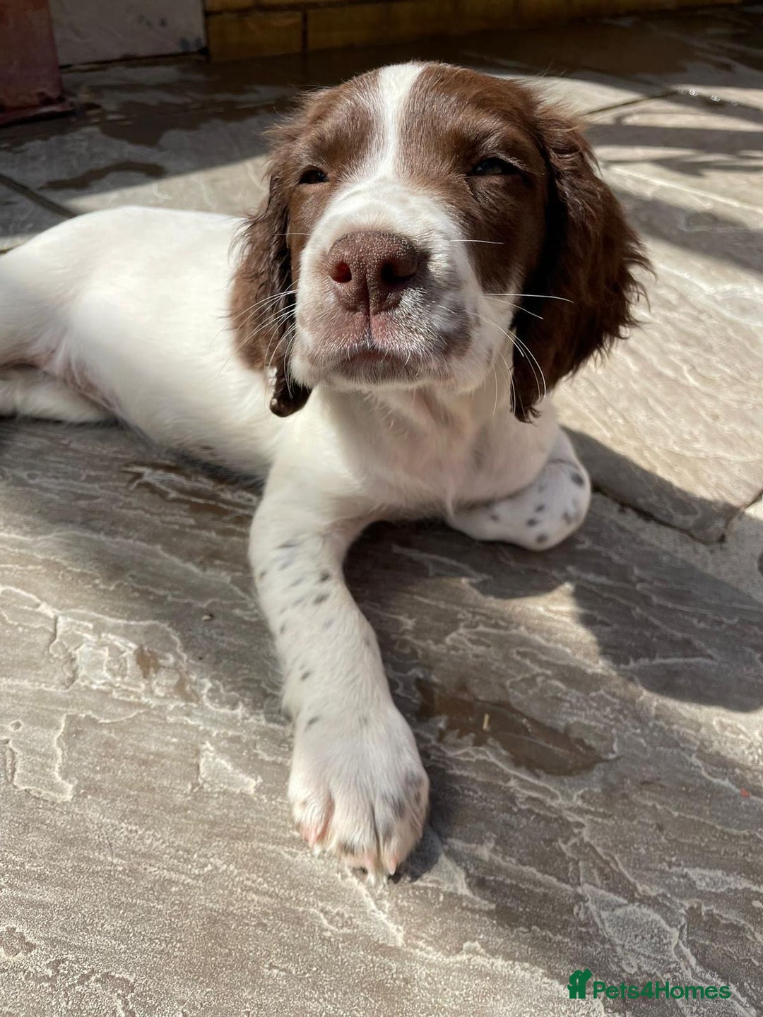 English Springer Spaniel dogs for sale: Beautiful liver and white working ESS  - Image 3