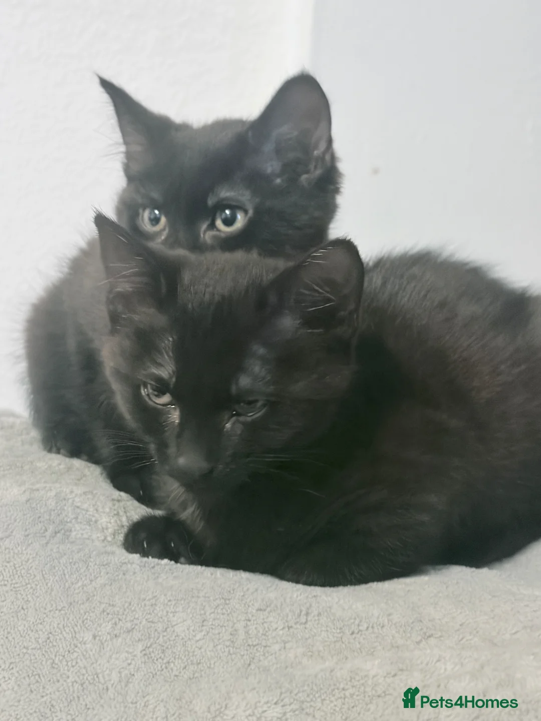 British Shorthair cats for sale: Two little lovely female kittens  - Advert 10