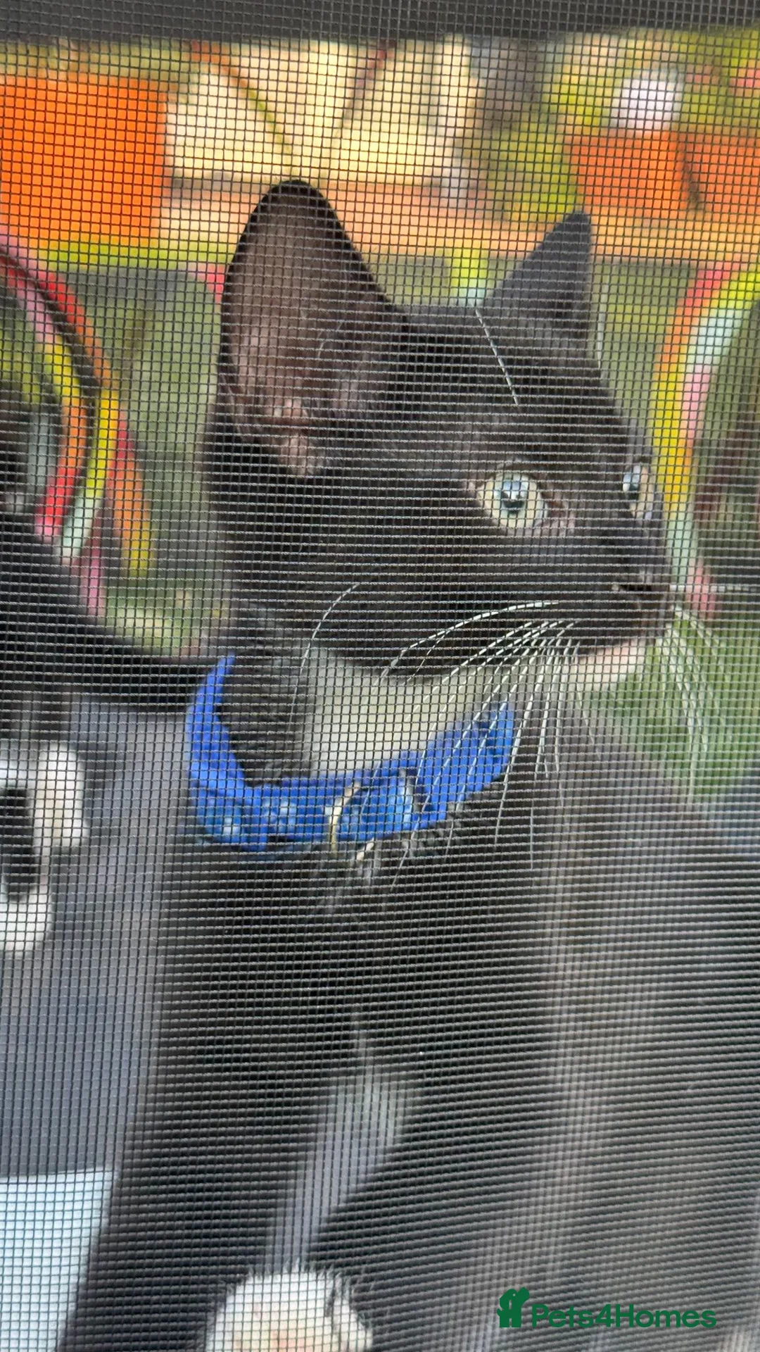 Mixed Breed cats for sale: 1 Male tuxedo kitten remaining - Advert 7