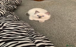 Ragdoll cats for sale: Stunning blue and lilac ragdoll kittens - Image 10